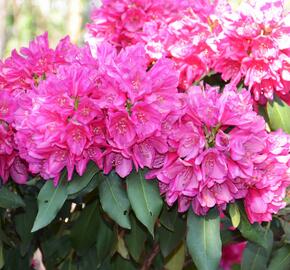 Pěnišník 'Edward S. Rand' - Rhododendron (T) 'Edward S. Rand'