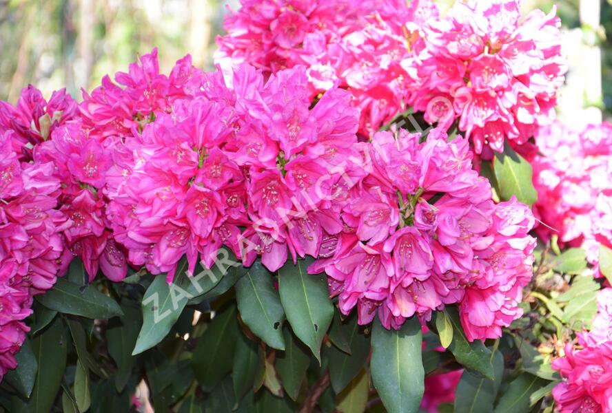 Pěnišník 'Edward S. Rand' - Rhododendron (T) 'Edward S. Rand'