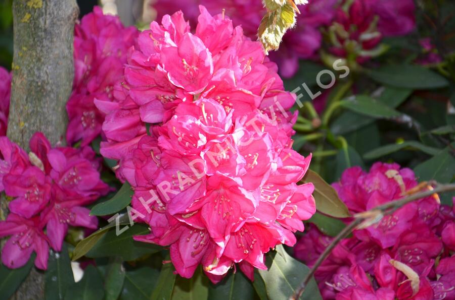 Pěnišník 'Edward S. Rand' - Rhododendron (T) 'Edward S. Rand'