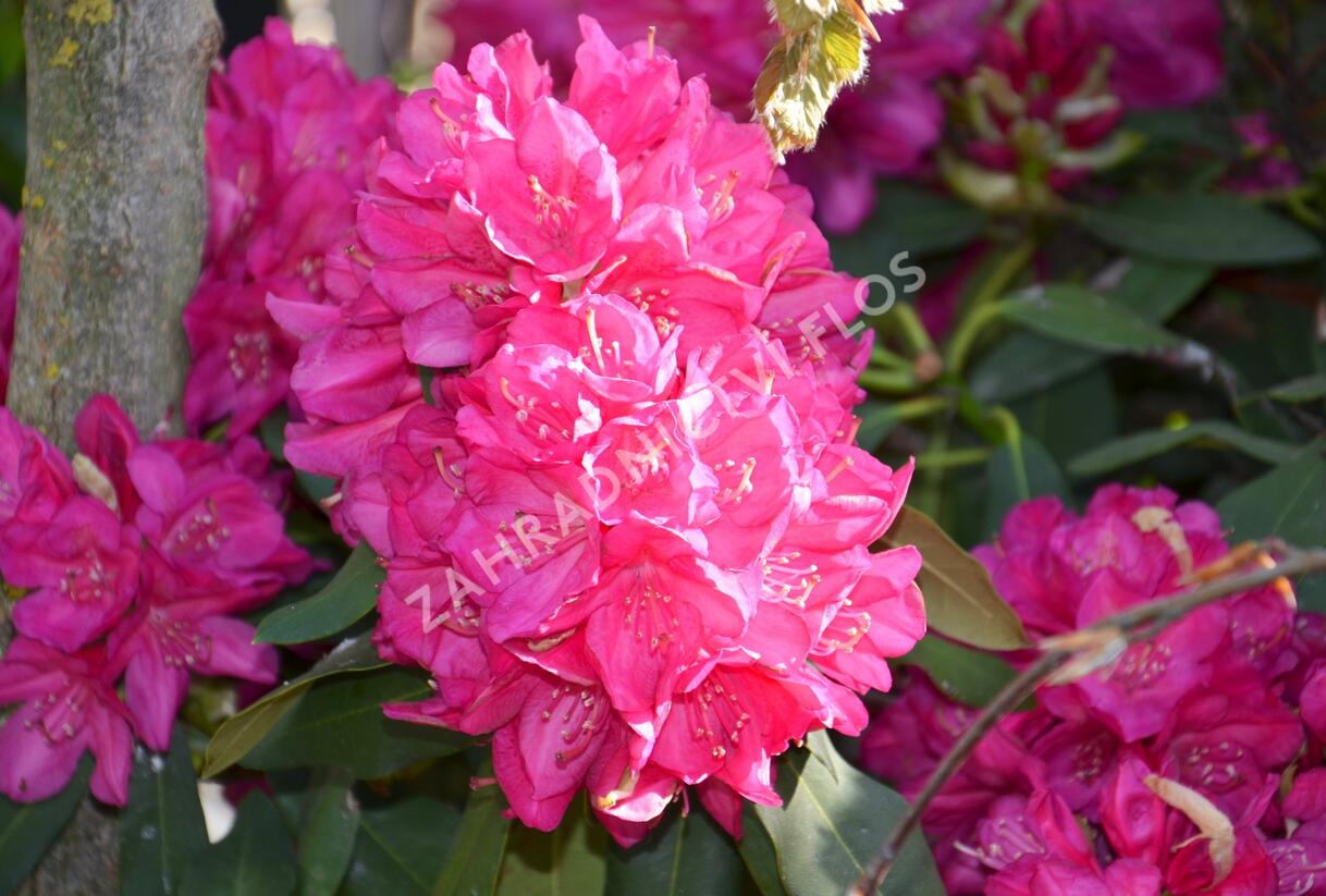 Pěnišník 'Edward S. Rand' - Rhododendron (T) 'Edward S. Rand'