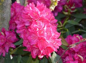 Pěnišník 'Edward S. Rand' - Rhododendron (T) 'Edward S. Rand'
