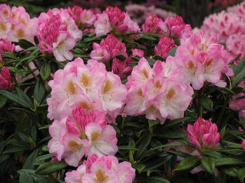 Pěnišník 'Brigitte' - Rhododendron (T) 'Brigitte'