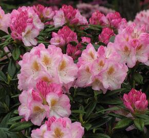Pěnišník 'Brigitte' - Rhododendron (T) 'Brigitte'