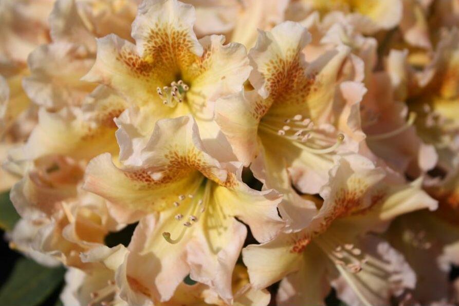 Pěnišník 'Bernstein' - Rhododendron (T) 'Bernstein'