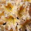 Pěnišník 'Bernstein' - Rhododendron (T) 'Bernstein'