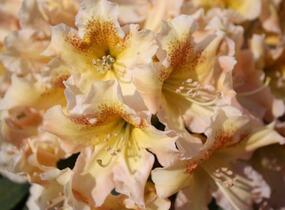 Pěnišník 'Bernstein' - Rhododendron (T) 'Bernstein'