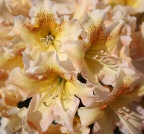 Pěnišník 'Bernstein' - Rhododendron (T) 'Bernstein'