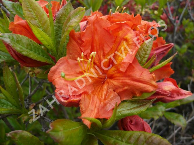 Azalka 'Orange' - Azalea (KH) 'Orange'