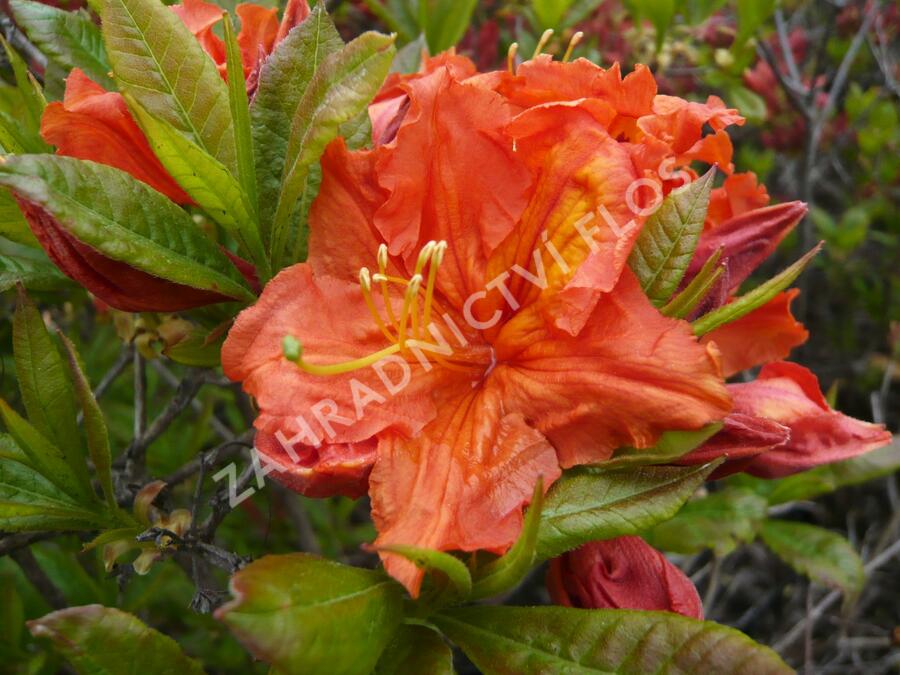 Azalka 'Orange' - Azalea (KH) 'Orange'