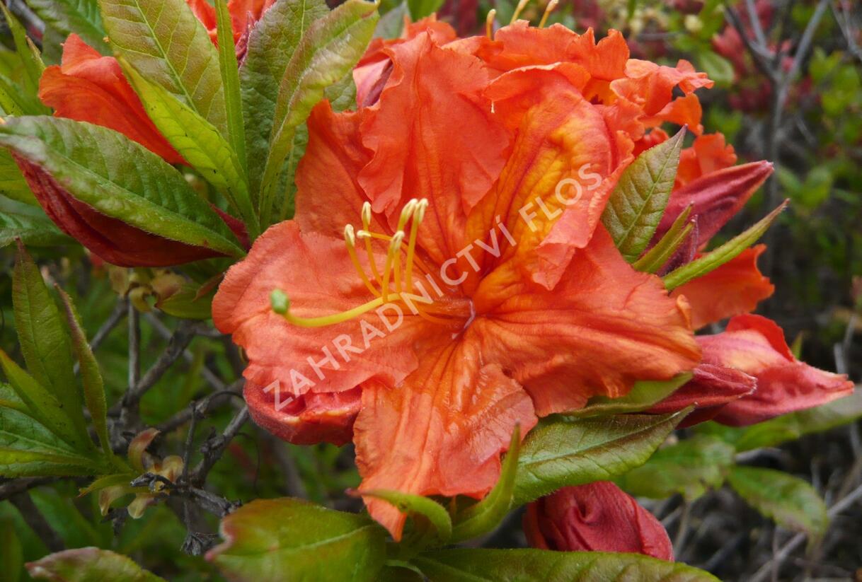 Azalka 'Orange' - Azalea (KH) 'Orange'