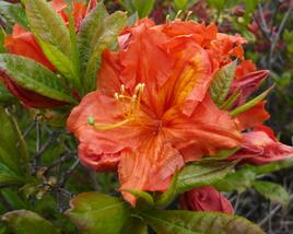 Azalka 'Orange'