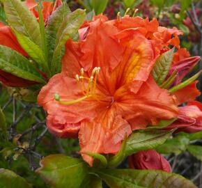 Azalka 'Orange' - Azalea (KH) 'Orange'