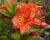 Azalka 'Orange'