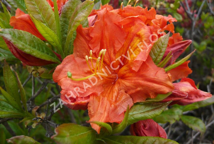 Azalka 'Orange' - Azalea (KH) 'Orange'