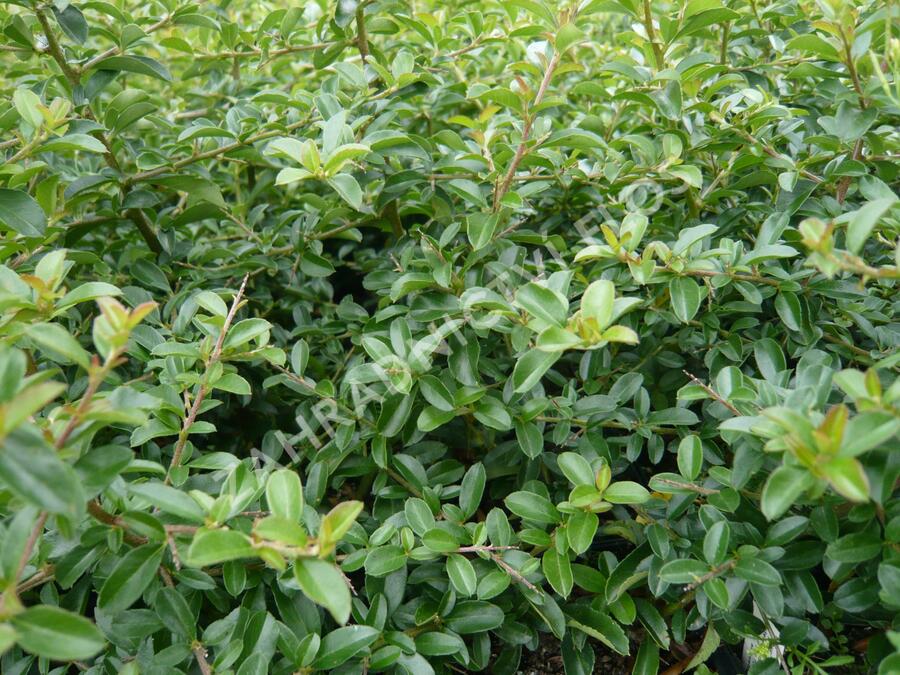 Hlohyně šarlatová 'Teton' - Pyracantha coccinea 'Teton'