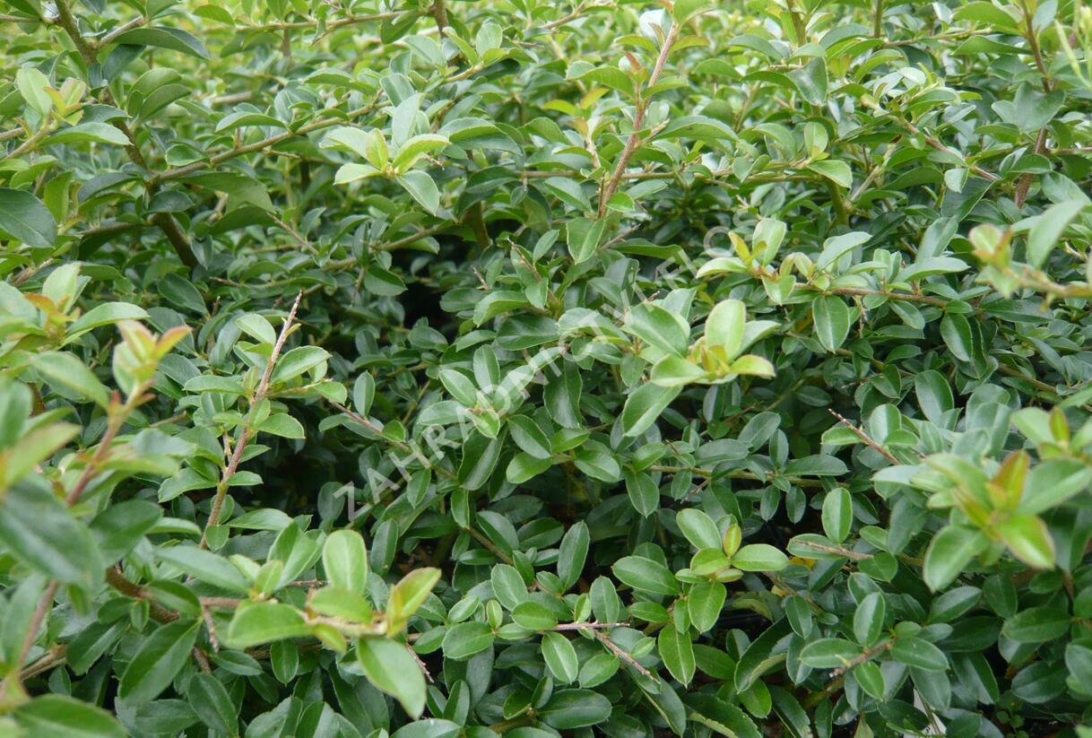 Hlohyně šarlatová 'Teton' - Pyracantha coccinea 'Teton'