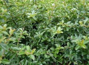 Hlohyně šarlatová 'Teton' - Pyracantha coccinea 'Teton'