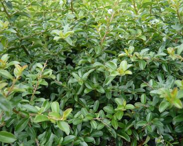 Hlohyně šarlatová 'Teton'