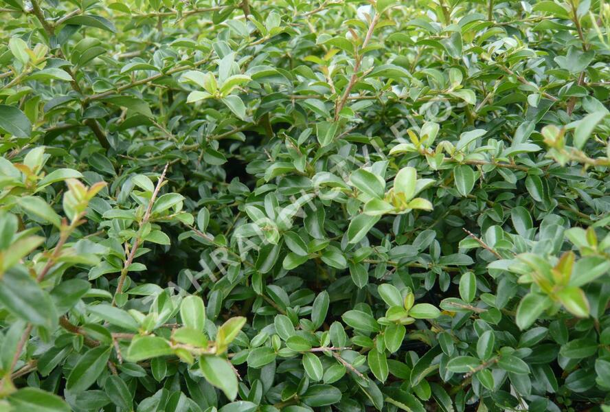 Hlohyně šarlatová 'Teton' - Pyracantha coccinea 'Teton'