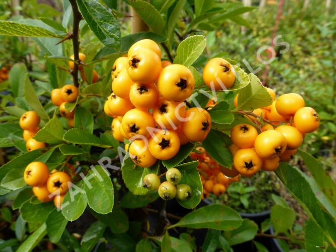 Hlohyně šarlatová 'Renault d'Or' - Pyracantha coccinea 'Renault d'Or'