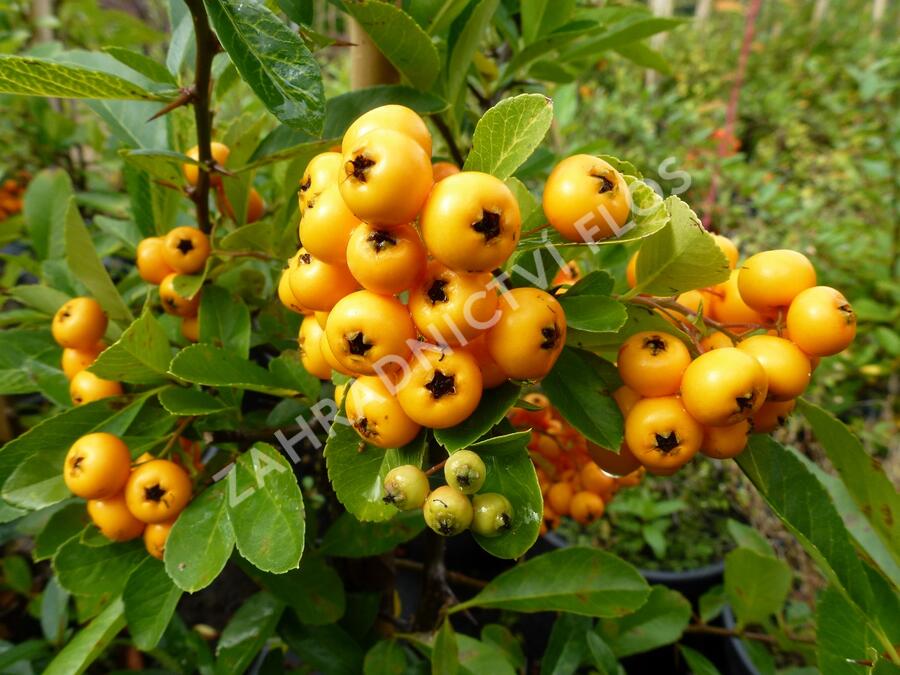 Hlohyně šarlatová 'Renault d'Or' - Pyracantha coccinea 'Renault d'Or'