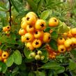 Hlohyně šarlatová 'Renault d'Or' - Pyracantha coccinea 'Renault d'Or'