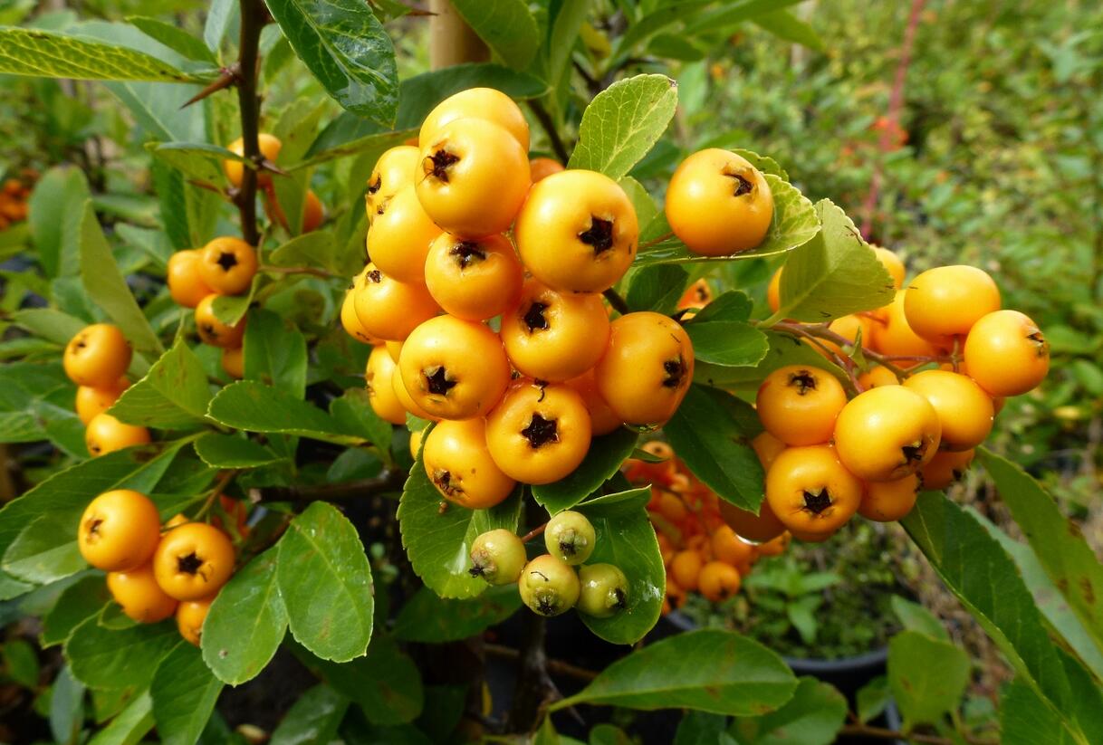 Hlohyně šarlatová 'Renault d'Or' - Pyracantha coccinea 'Renault d'Or'