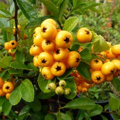 Hlohyně šarlatová 'Renault d'Or' - Pyracantha coccinea 'Renault d'Or'