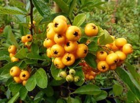 Hlohyně šarlatová 'Renault d'Or' - Pyracantha coccinea 'Renault d'Or'
