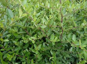 Hlohyně šarlatová 'Renault d'Or' - Pyracantha coccinea 'Renault d'Or'