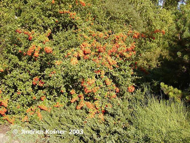 Hlohyně šarlatová 'Kasan' - Pyracantha coccinea 'Kasan'