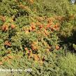 Hlohyně šarlatová 'Kasan' - Pyracantha coccinea 'Kasan'