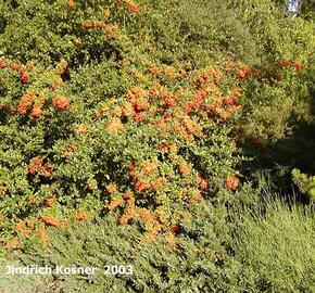 Hlohyně šarlatová 'Kasan' - Pyracantha coccinea 'Kasan'