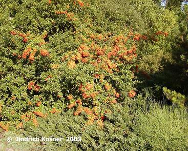 Hlohyně šarlatová 'Kasan'