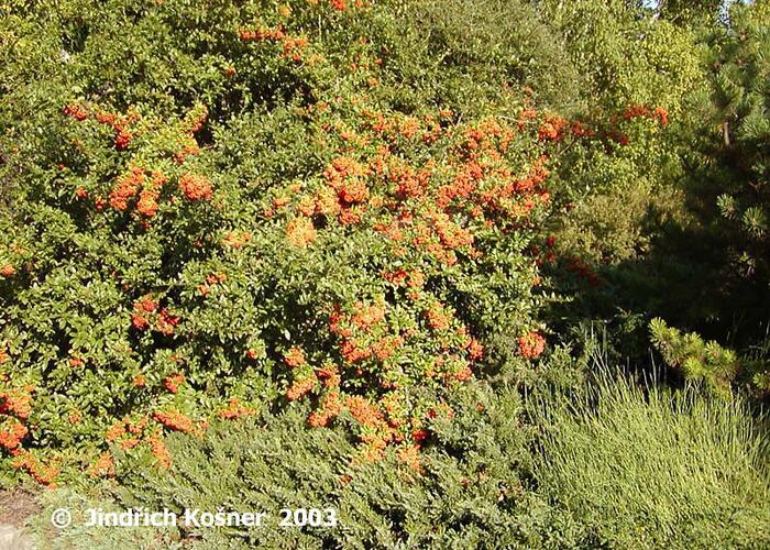 Hlohyně šarlatová 'Kasan' - Pyracantha coccinea 'Kasan'