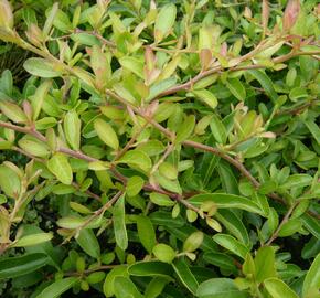 Hlohyně šarlatová 'Fire Light'