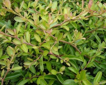 Hlohyně šarlatová 'Fire Light'