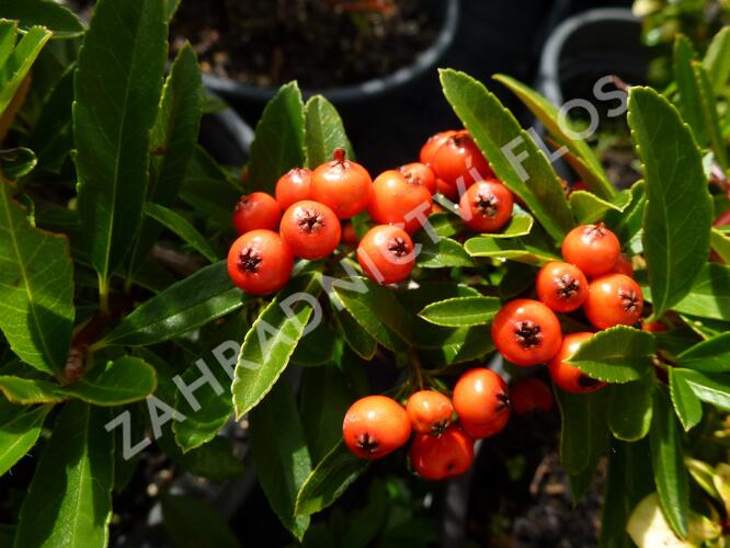 Hlohyně šarlatová 'Fiery Cascade' - Pyracantha coccinea 'Fiery Cascade'