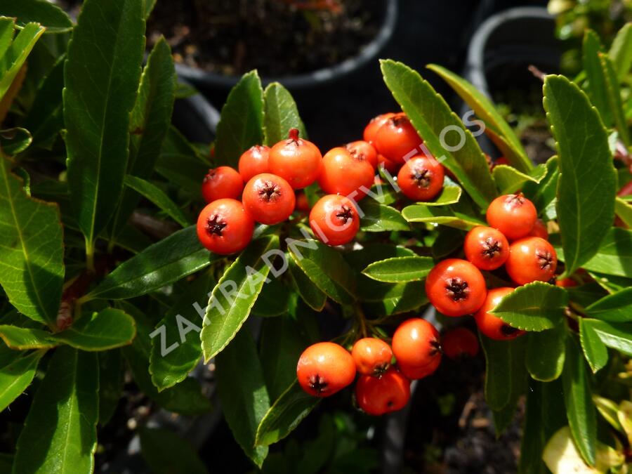 Hlohyně šarlatová 'Fiery Cascade' - Pyracantha coccinea 'Fiery Cascade'