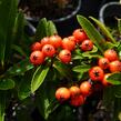 Hlohyně šarlatová 'Fiery Cascade' - Pyracantha coccinea 'Fiery Cascade'