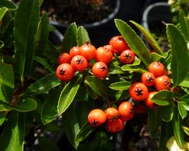 Hlohyně šarlatová 'Fiery Cascade'