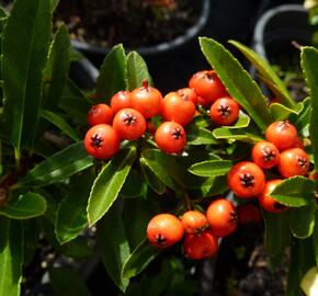 Hlohyně šarlatová 'Fiery Cascade' - Pyracantha coccinea 'Fiery Cascade'