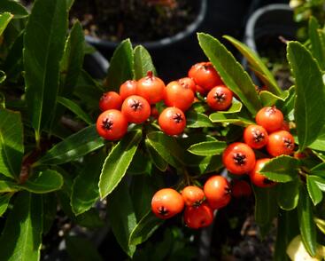 Hlohyně šarlatová 'Fiery Cascade'