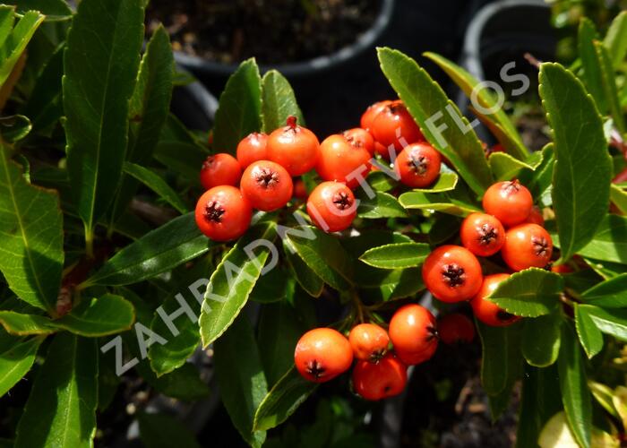 Hlohyně šarlatová 'Fiery Cascade' - Pyracantha coccinea 'Fiery Cascade'
