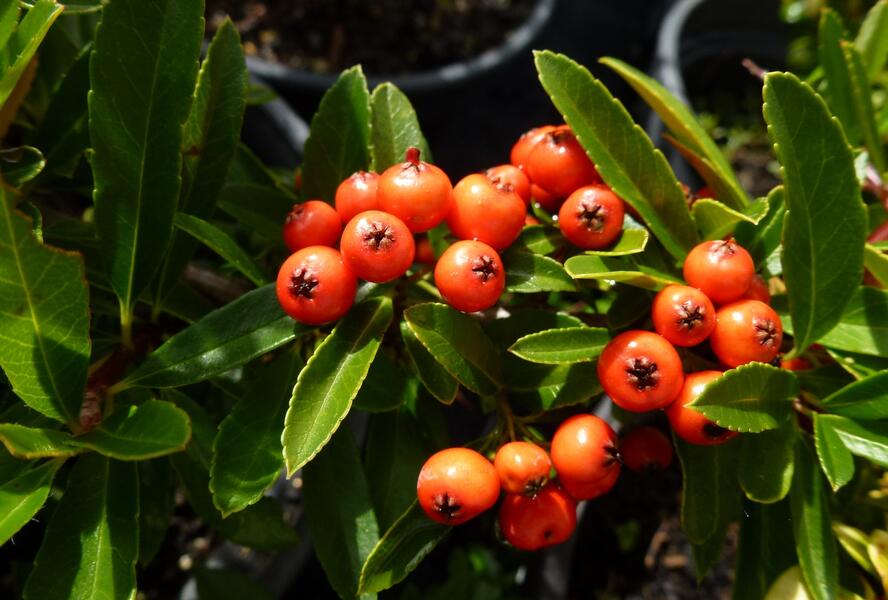 Hlohyně šarlatová 'Fiery Cascade' - Pyracantha coccinea 'Fiery Cascade'