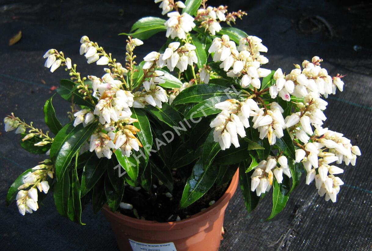 Pieris japonský 'Scarlett O'Hara' - Pieris japonica 'Scarlett O'Hara'