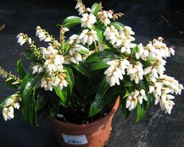 Pieris japonský 'Scarlett O'Hara'
