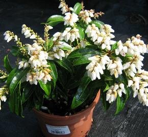 Pieris japonský 'Scarlett O'Hara' - Pieris japonica 'Scarlett O'Hara'