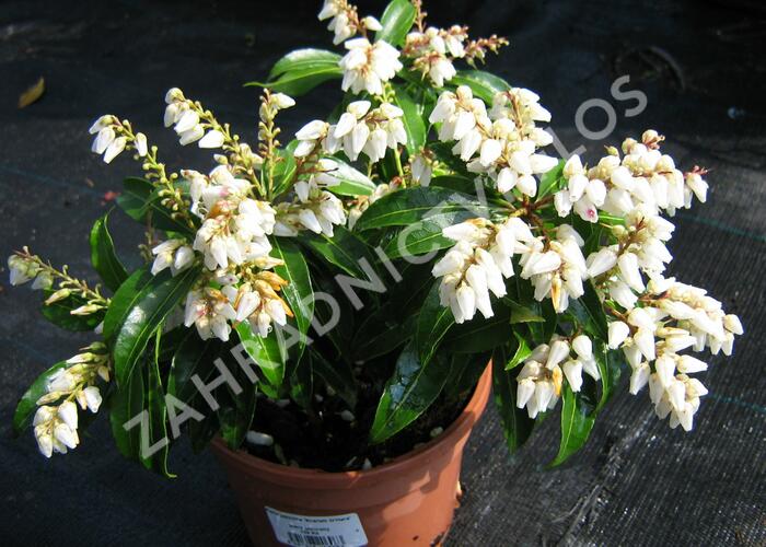Pieris japonský 'Scarlett O'Hara' - Pieris japonica 'Scarlett O'Hara'