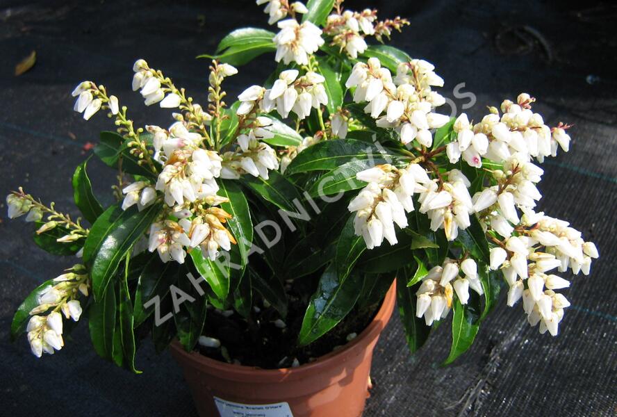 Pieris japonský 'Scarlett O'Hara' - Pieris japonica 'Scarlett O'Hara'